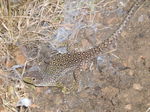 Lagarto ocelado