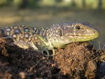 Lagarto ocelado