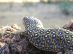 Lagarto ocelado