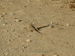 Lagarto ocelado