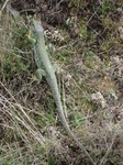 Lagarto ocelado
