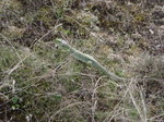 Lagarto ocelado