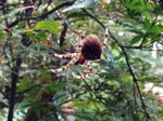Araña de cuagtro manchas