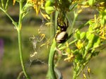 Araña Napoleón