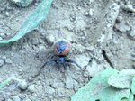 Araña Napoleón
