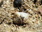 Araña cangrejo