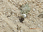 Araña cangrejo