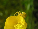 Araña cangrejo