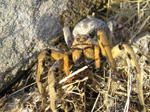 Araña lobo (Tarántula)