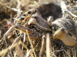 Araña lobo (Tarántula)