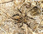 Araña lobo (Tarántula)