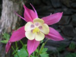 Aguileña