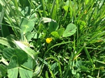 Alfalfa de secano