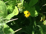 Alfalfa de secano