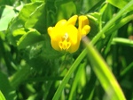 Alfalfa de secano