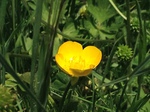 Botón de oro