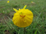 Narciso silvestre
