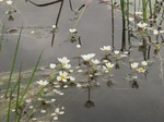 Ranúnculo de agua