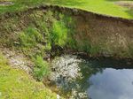Ranúnculo de agua