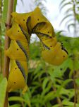 Larva de Esfinge de la Calavera