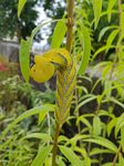 Larva de Esfinge de la Calavera