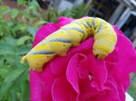 Larva de Esfinge de la Calavera