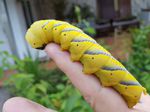Larva de Esfinge de la Calavera