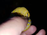 Larva de Esfinge de la Calavera