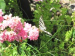 Papilio podalirio
