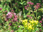 Papilio podalirio
