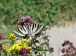 Papilio podalirio