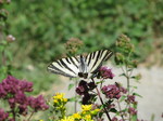 Papilio podalirio