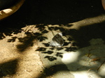Hipparchia stailinus