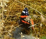 Vanessa atalanta