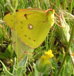 Apareamiento de Colias Alfacariensis