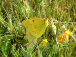 Apareamiento de Colias Alfacariensis