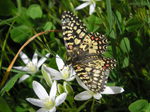 mariposa Arlequín
