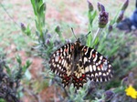 mariposa Arlequín