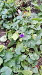 Violeta de jardín