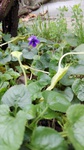 Violeta de jardín
