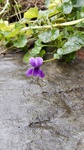 Violeta de jardín