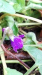 Violeta de jardín