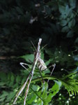 Mantis palo (Empusa pennata)