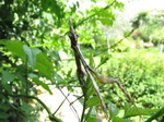 Mantis palo (Empusa pennata)