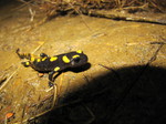 Salamandra