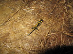 Salamandra