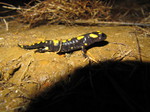 Salamandra