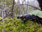 Salamandra