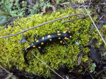 Salamandra