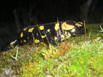 Salamandra